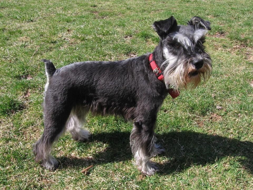 #8. Miniature schnauzer